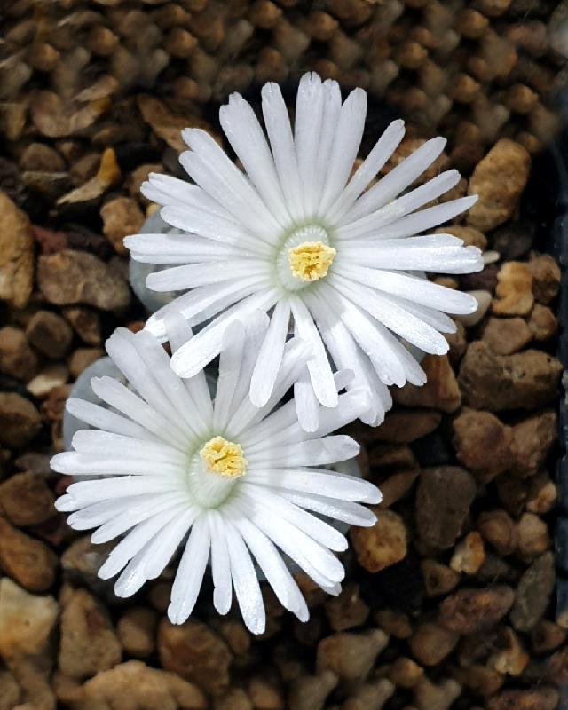 2_C353_Lithops_salicola.jpg